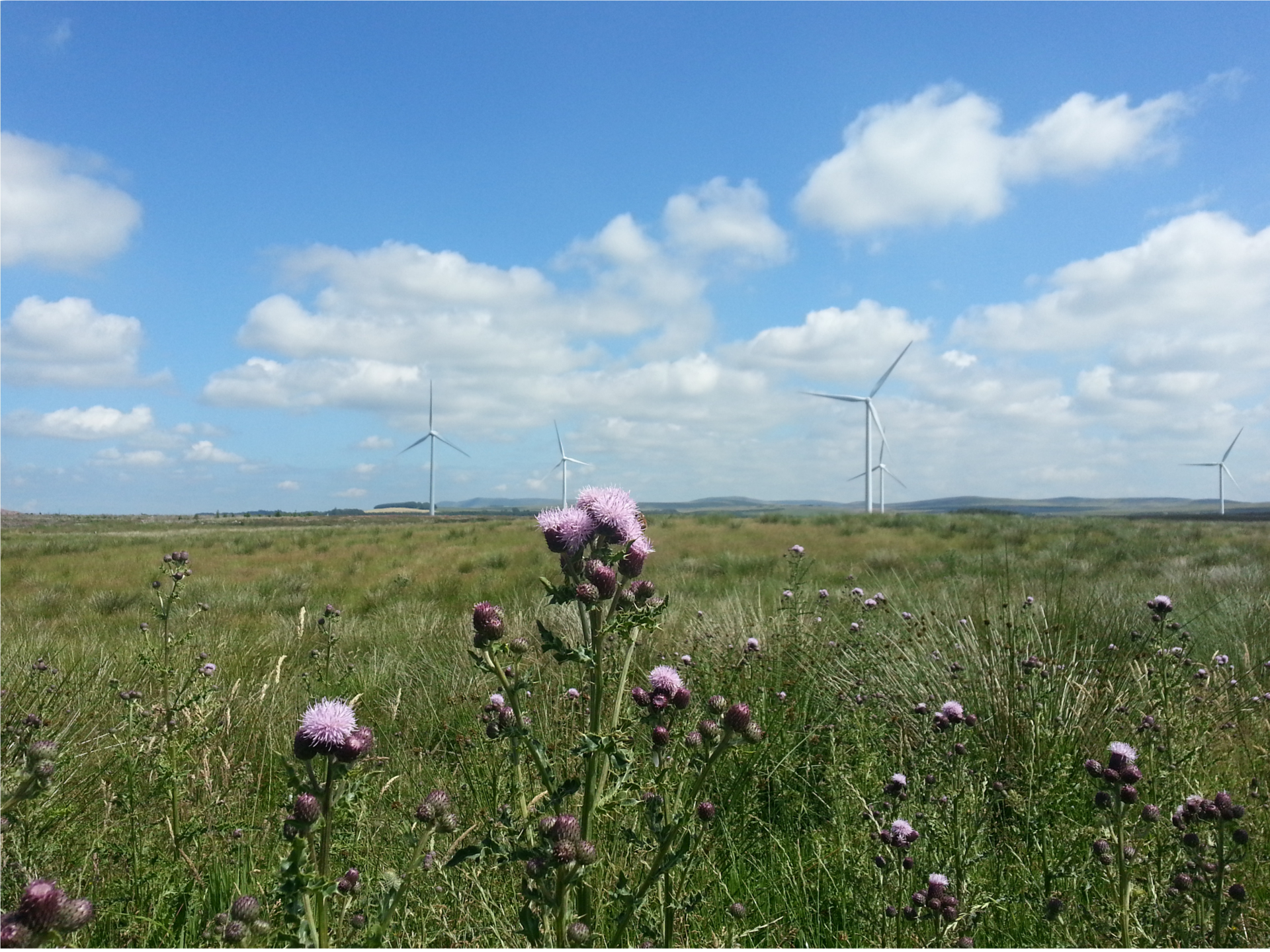 thistles